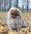 Очаровательный мальчик шпица